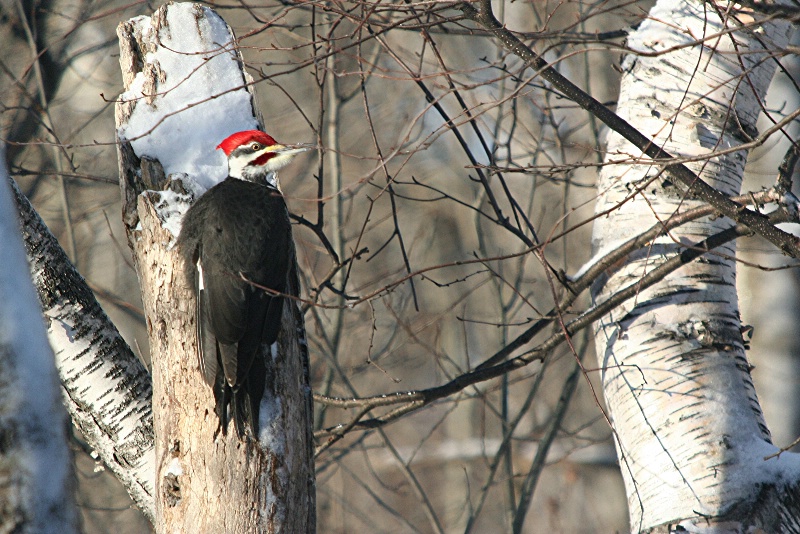 In a Northern Forest