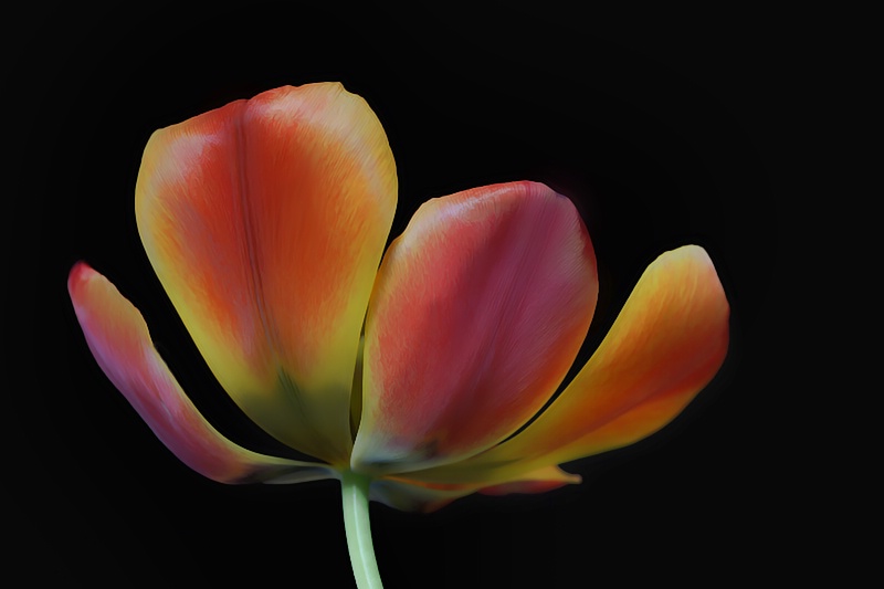 Tulip