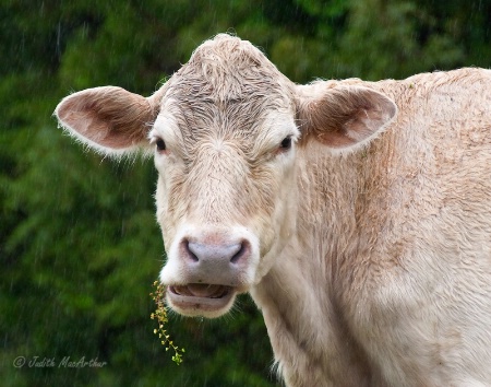 Wet Cow Displeased