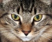 The Tigress