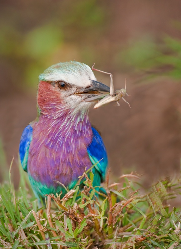 Roller Bird- Kenya Africa - ID: 9633416 © Bob Miller