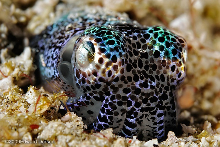 Bobtail Squid_1 - ID: 9633986 © Edward Dorson