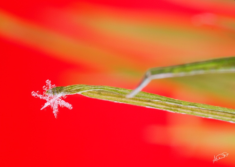 Drifting Snowflake