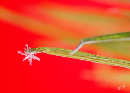 Drifting Snowflake