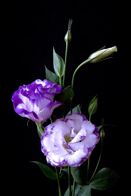 Lisianthus - bicolor-purple and white
