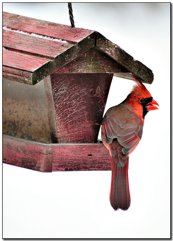 The Bird Feeder - ID: 9636705 © Terry Piotraschke