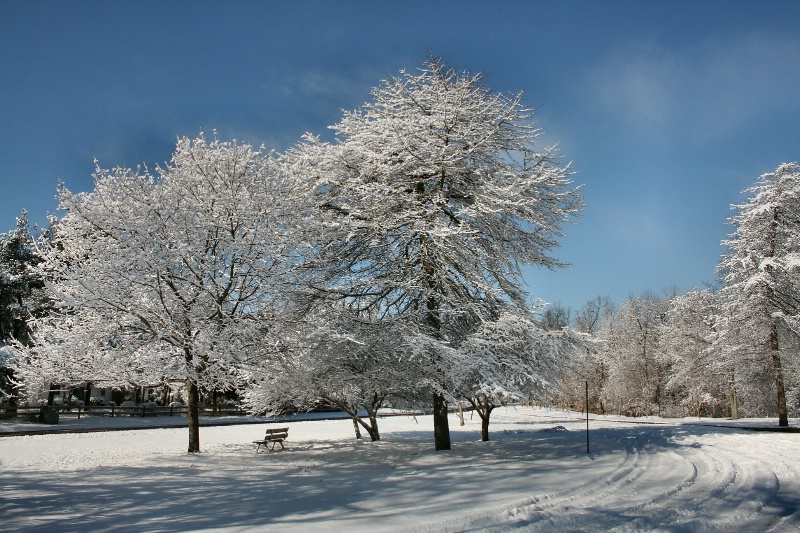 Winter's Beauty