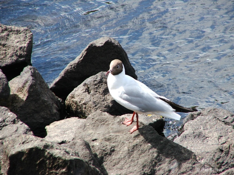 bird on the rocks
