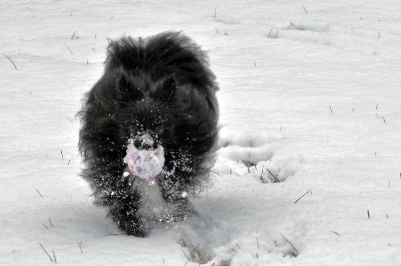 Playin' in the Snow with My Ball