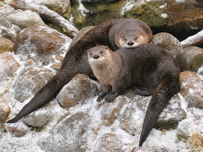 Otter Pair