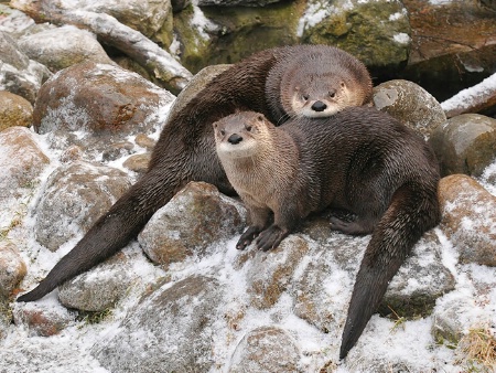 Otter Pair