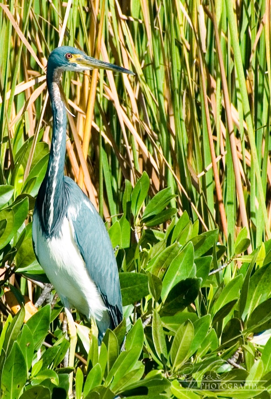 Everglades Bird in the Bright Sunshine
