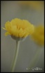 Delicate