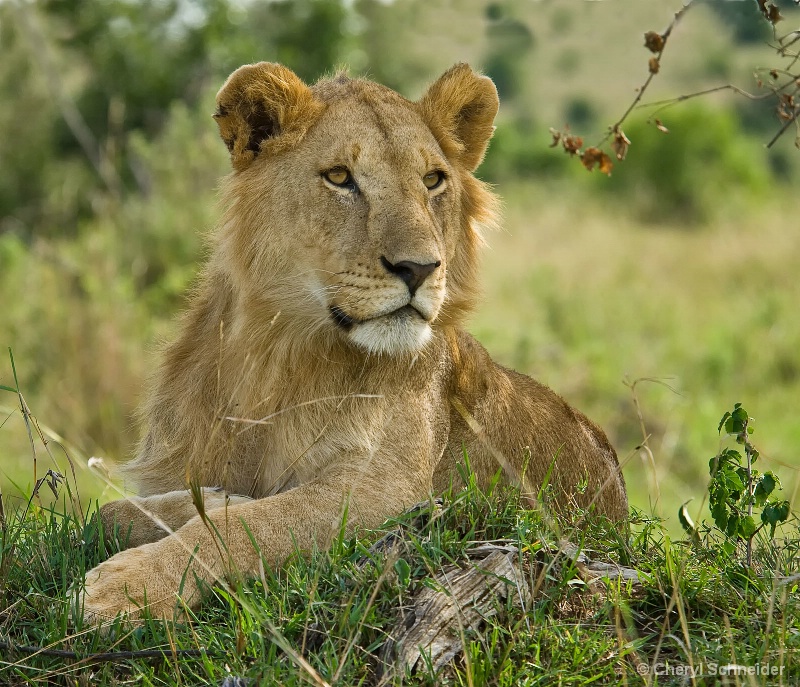 Lioness At Leisure