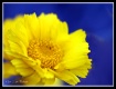 Hello Sunshine!