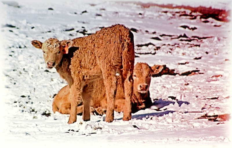 Winter Calves - Short Lives - Food for Humans