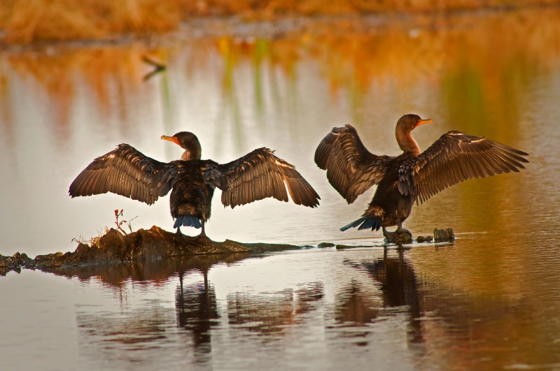 Cormorants - ID: 9640015 © Bob Miller