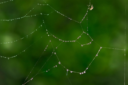 Raindrops On Spider Web