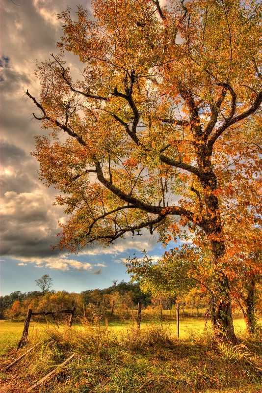 Autumn Light, Cades Cove 10-10-08 - ID: 9640319 © Robert A. Burns