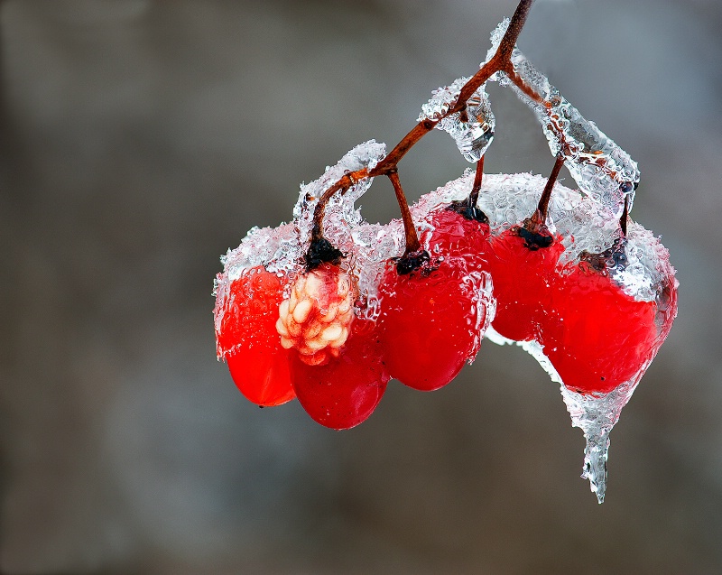 Red berries in ice rain