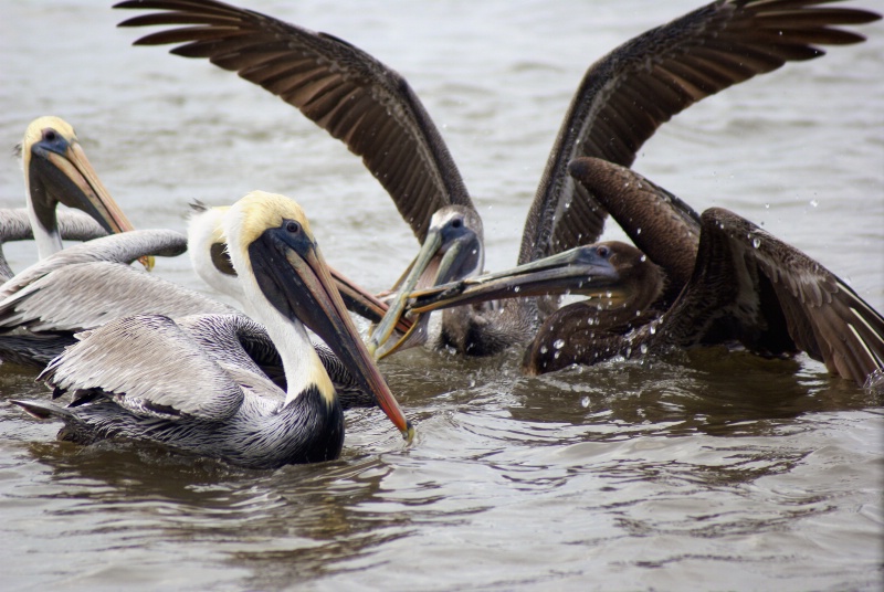 Fighting Pelicans