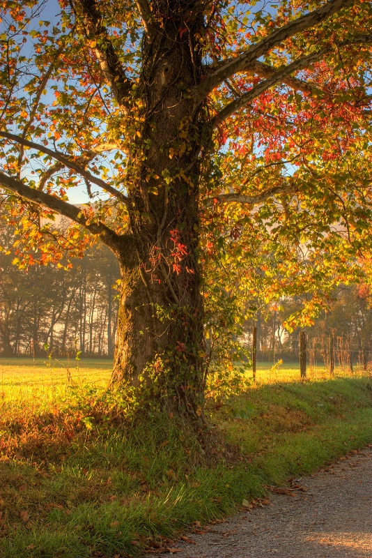 Cades Cove 10-11-08 - ID: 9640916 © Robert A. Burns