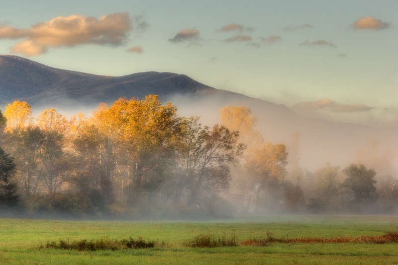 Trees in Morning Light and Mist - ID: 9641585 © Robert A. Burns