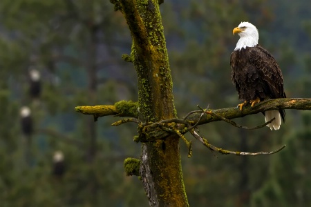 Eagles at Higgens Point, CDA