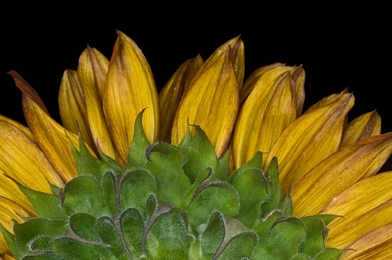 Back of Sunflower - ID: 9641708 © Bob Miller