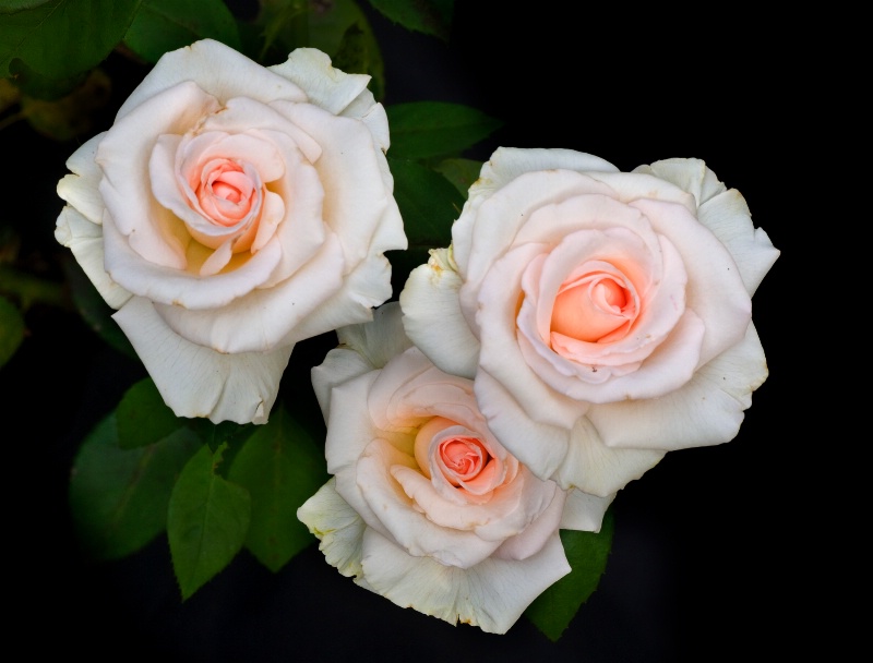 3 Roses - ID: 9641720 © Bob Miller