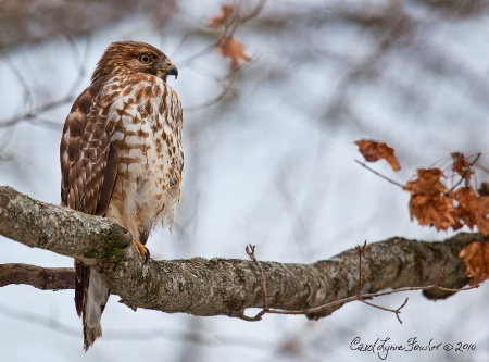 Red Tailed Hawk