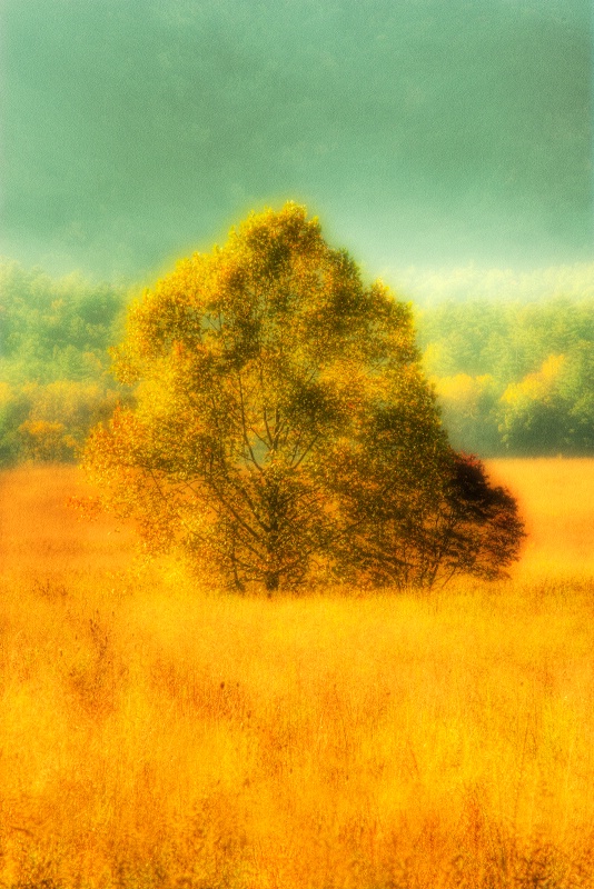 Tree Impression - ID: 9642712 © Robert A. Burns