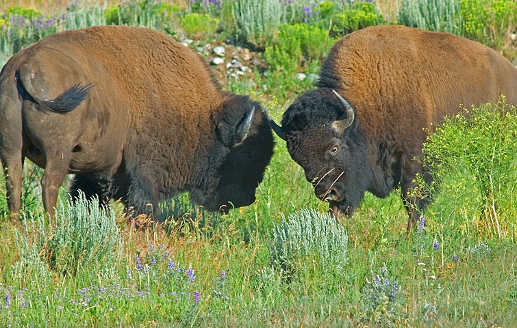 Buffalo, Tetons NP - ID: 9642958 © Donald R. Curry