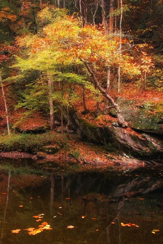 Smoky Mountains N.P. 10-18-08 - ID: 9643694 © Robert A. Burns