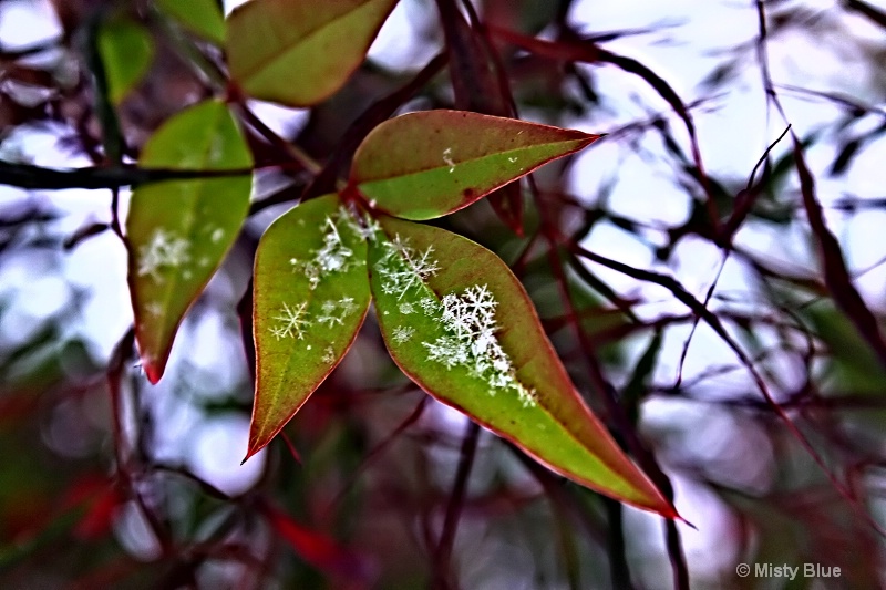 Snowflakes