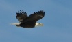 Flying high
