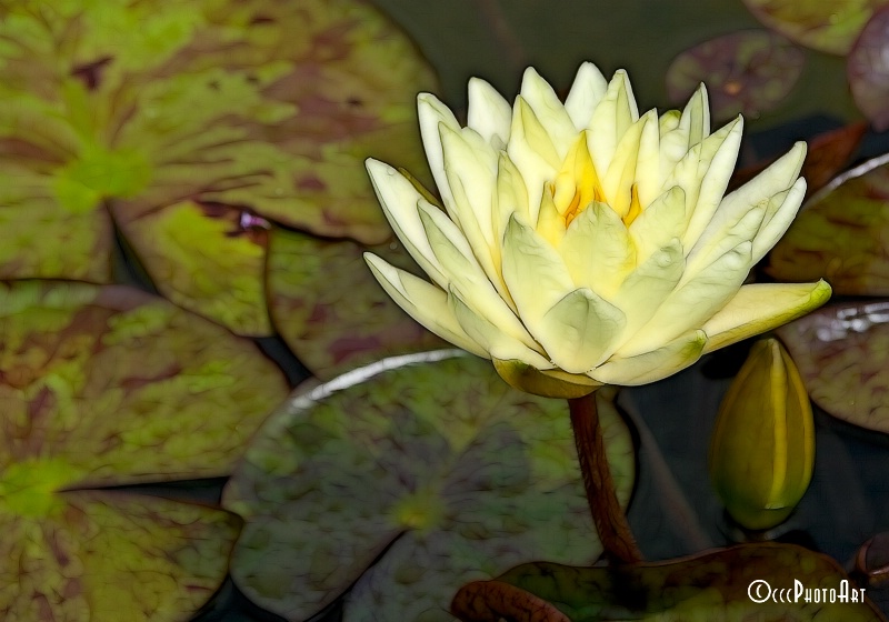 Ivory Waterlily