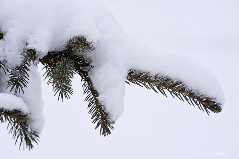 Spruce with Snow