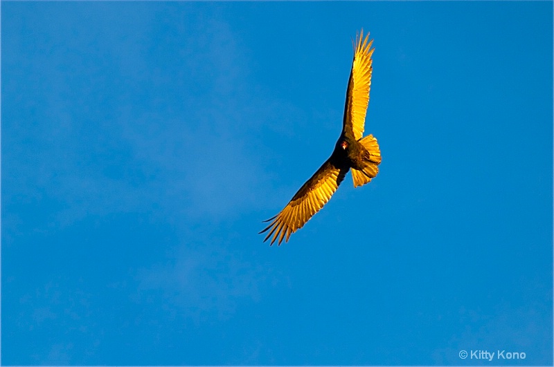 Vulture in Late Afternoon
