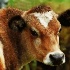 2A Vermont Cow - ID: 9647485 © Kathy Salerni