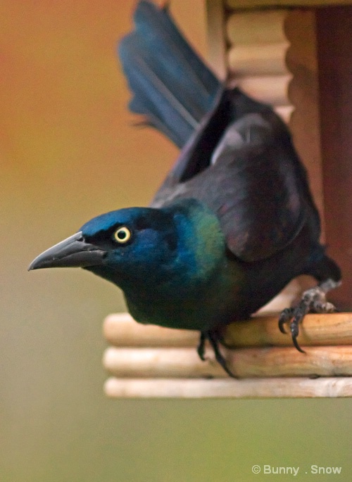 Grackle