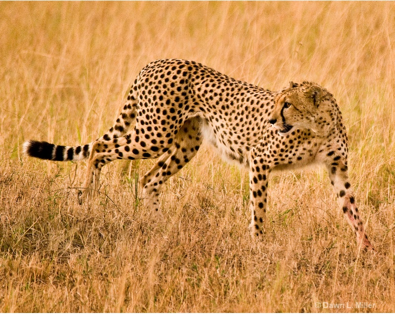 cheetah mother - ID: 9648829 © Dawn Miller