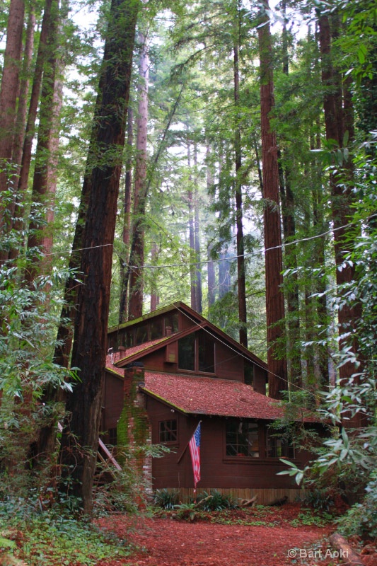 Cabin in Redwoods (After)