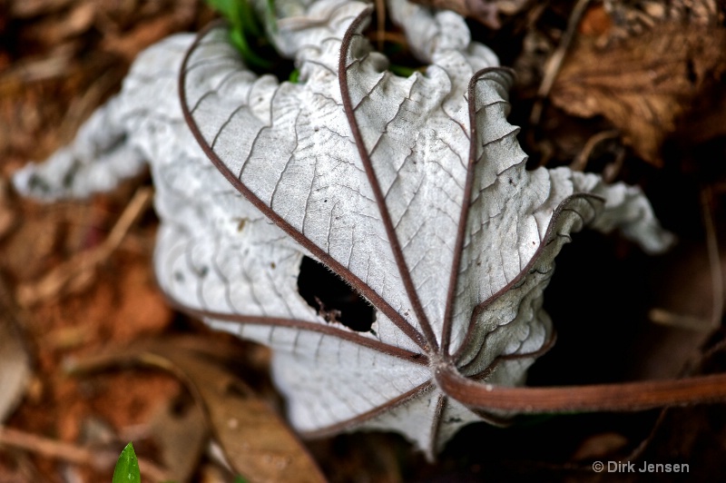 Jungle Leaf, Dominical, Costa Rica