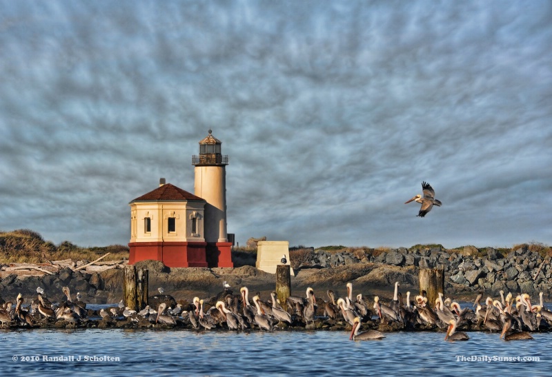 Pelicans at the Lighthouse