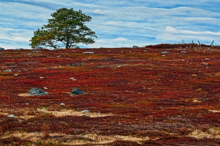 Tree on Blueberry Hill