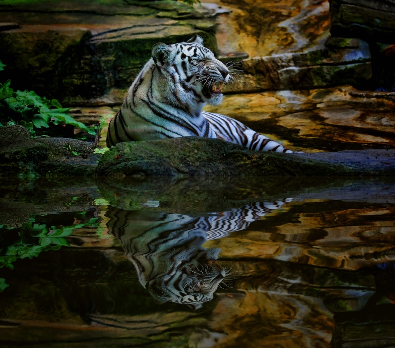 Pool-Side Tiger