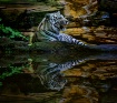 Pool-Side Tiger