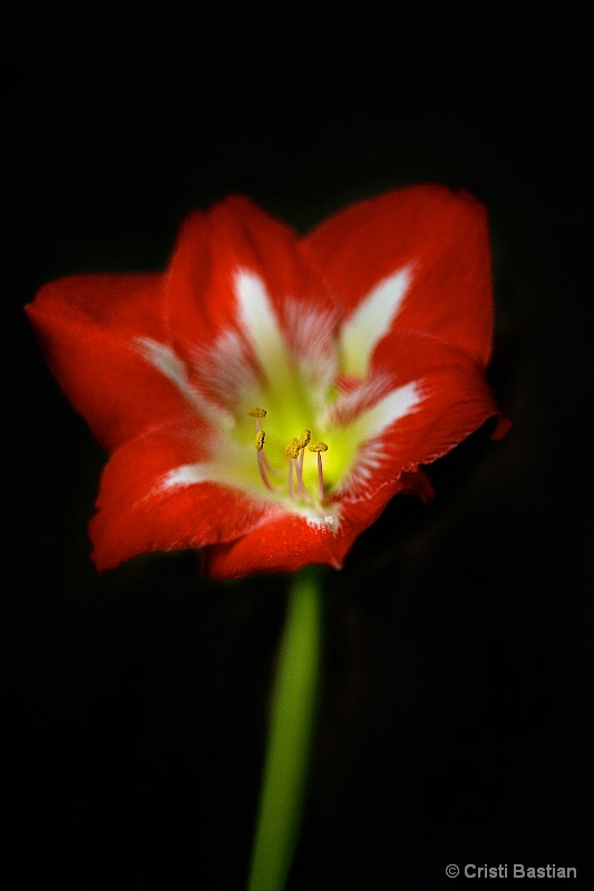 Christmas Amaryllis in January