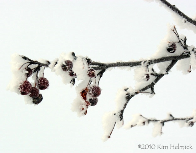 Hoar Frost on Crab Apples